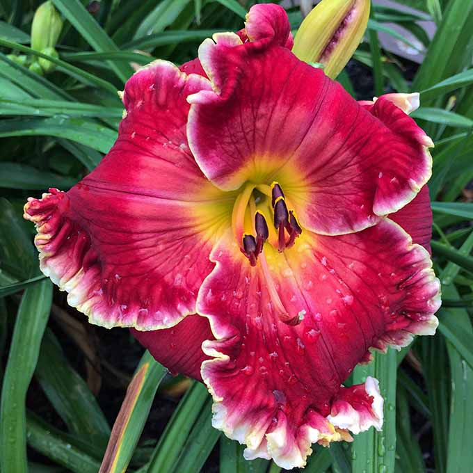 the Lily Auction - The Fun Daylily Marketplace