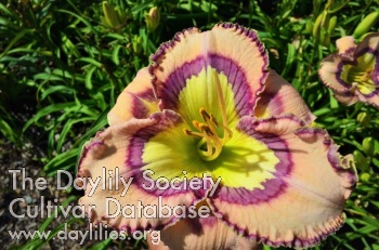 Lilyページ the Lily Auction - The Fun Daylily Marketplace