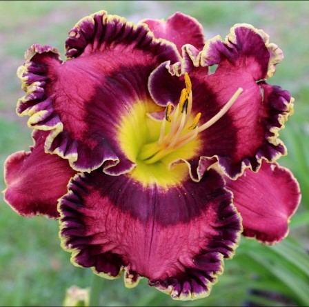 Lilyページ キッズ 【NUOVO】 ヌオーヴォ 19-24(H) LILY リリー N9376J