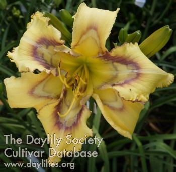 the Lily Auction - The Fun Daylily Marketplace