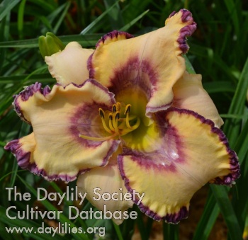 the Lily Auction - The Fun Daylily Marketplace