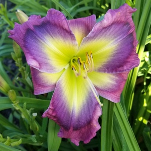 Lilyページ the Lily Auction - The Fun Daylily Marketplace