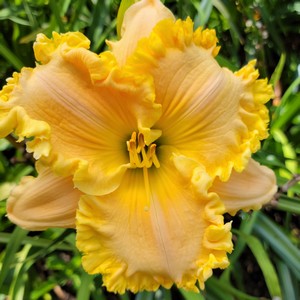 Lilyページ the Lily Auction - The Fun Daylily Marketplace