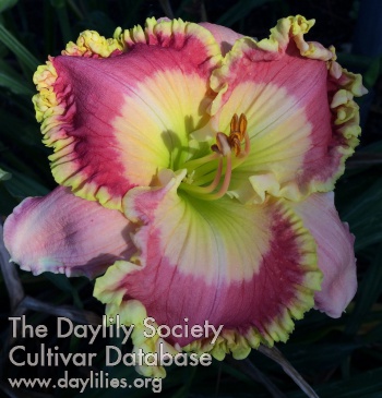 the Lily Auction - The Fun Daylily Marketplace