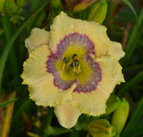 the Lily Auction - The Fun Daylily Marketplace
