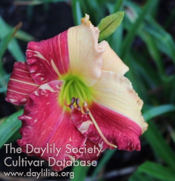 Lily ページ the Lily Auction - The Fun Daylily Marketplace