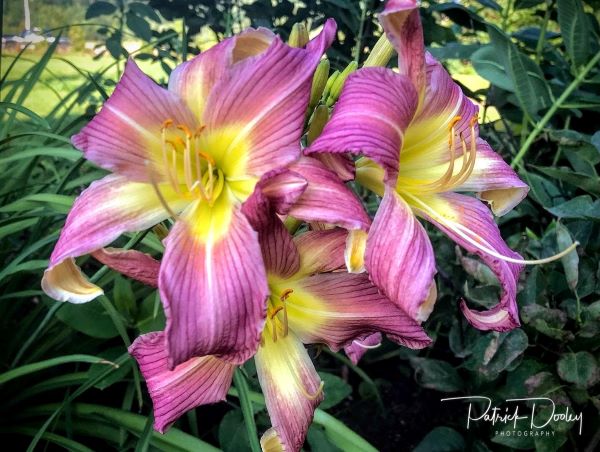 the Lily Auction - The Fun Daylily Marketplace