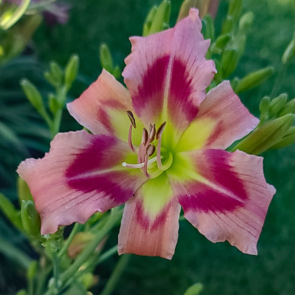 Lilium♡ Look out - here comes the Liliums! The Lilium Lily Looks