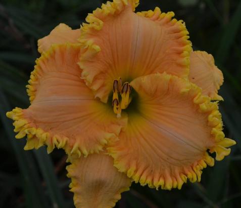 Lilyページ the Lily Auction - The Fun Daylily Marketplace