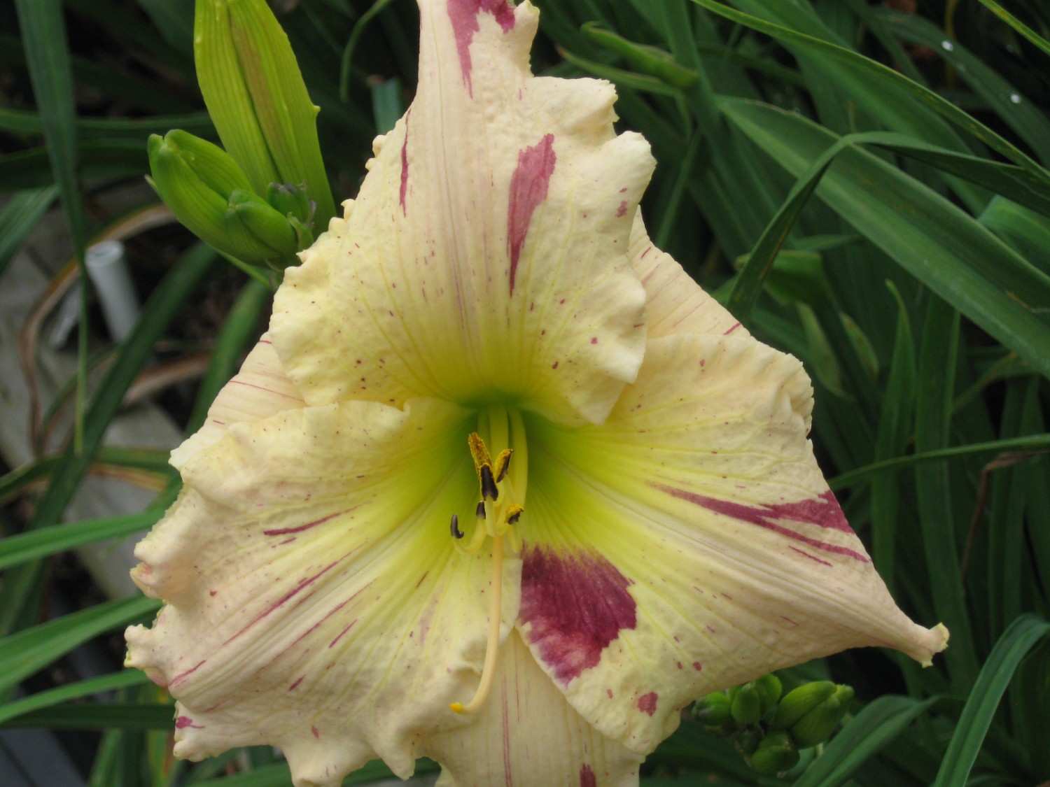 the Lily Auction - The Fun Daylily Marketplace