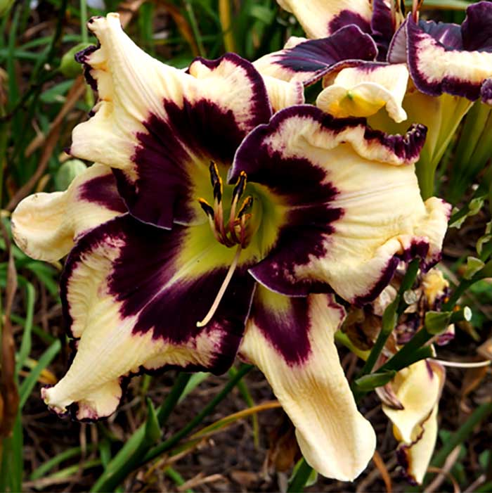 Lilyページ the Lily Auction - The Fun Daylily Marketplace