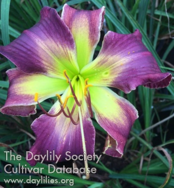 the Lily Auction - The Fun Daylily Marketplace