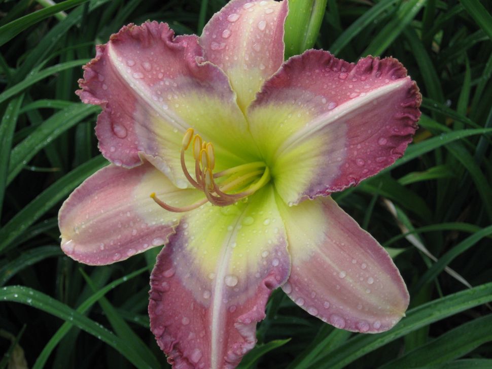 the Lily Auction - The Fun Daylily Marketplace