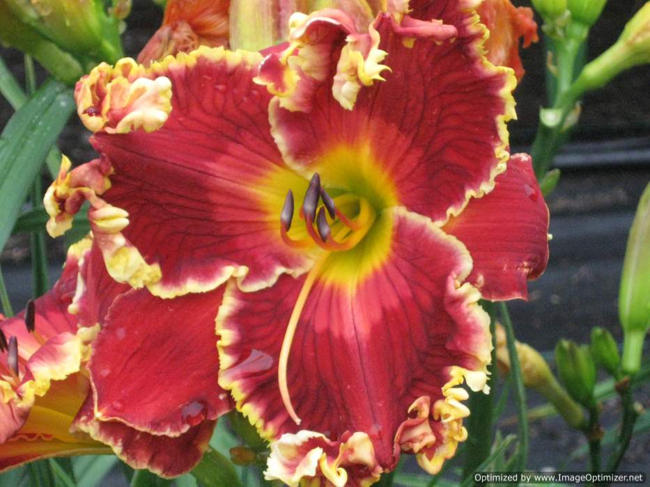 the Lily Auction - The Fun Daylily Marketplace