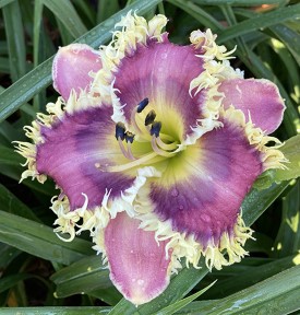 Lilyページ the Lily Auction - The Fun Daylily Marketplace