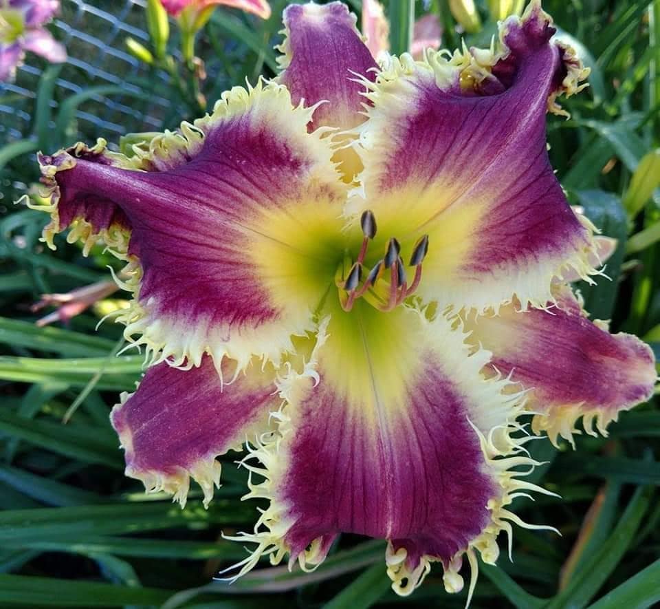 Lilyページ Little Kids Sk8-Hi Side Zip Shoe in Glitter Lilac Mist