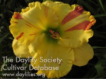 Lilyページ the Lily Auction - The Fun Daylily Marketplace