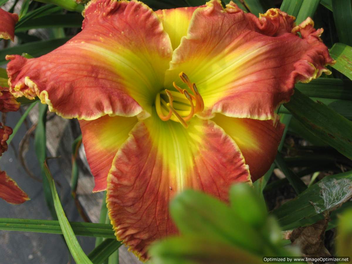 the Lily Auction - The Fun Daylily Marketplace