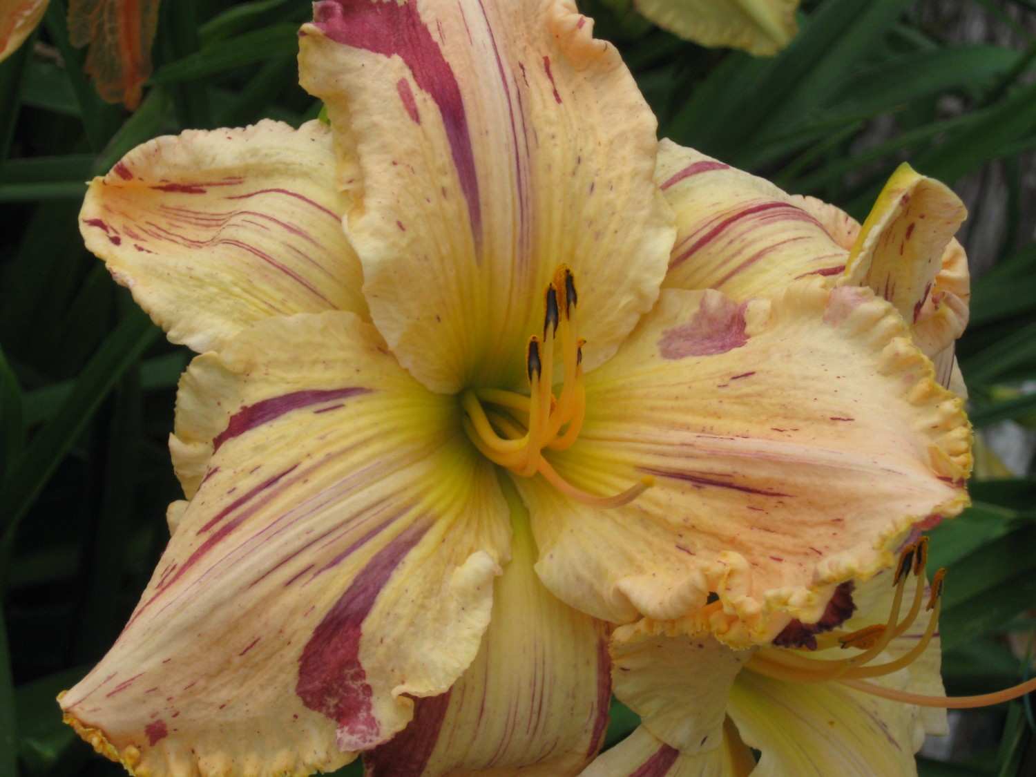 Lilyページ Washable Stretch Crepe Slim Pant | EILEEN FISHER