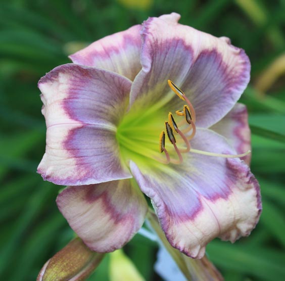 lily⭐︎ TKEES Square Toe Lily Sandal in Sable Croc | REVOLVE