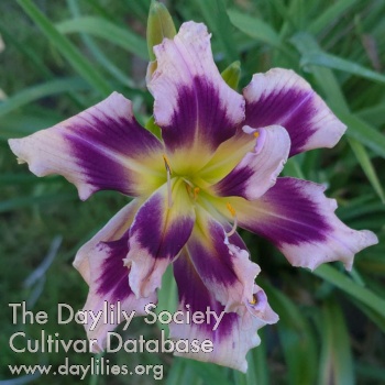 the Lily Auction - The Fun Daylily Marketplace
