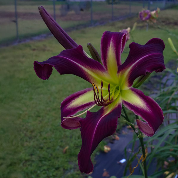 the Lily Auction - The Fun Daylily Marketplace