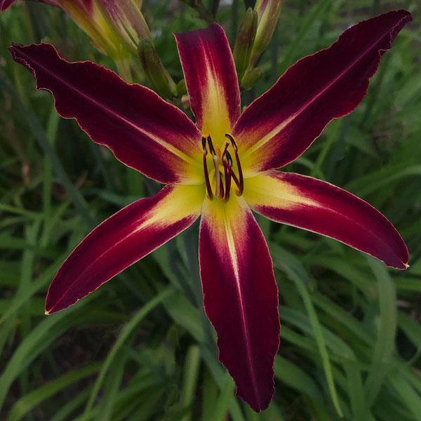 the Lily Auction - The Fun Daylily Marketplace