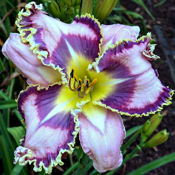 the Lily Auction - The Fun Daylily Marketplace