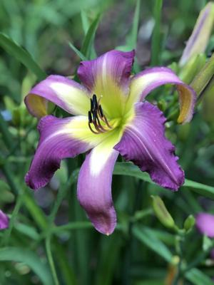 the Lily Auction - The Fun Daylily Marketplace