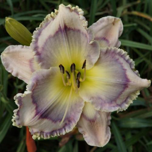 the Lily Auction - The Fun Daylily Marketplace