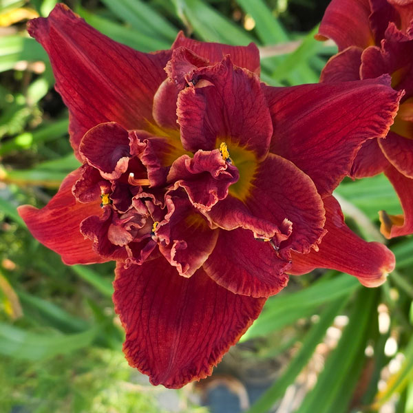 lily⭐︎ the Lily Auction - The Fun Daylily Marketplace