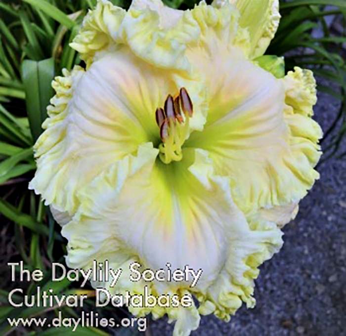 the Lily Auction - The Fun Daylily Marketplace