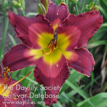 the Lily Auction - The Fun Daylily Marketplace