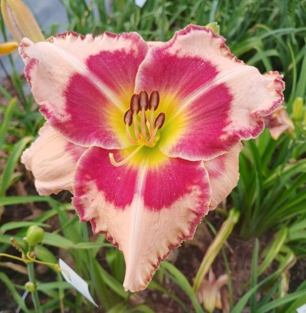the Lily Auction - The Fun Daylily Marketplace
