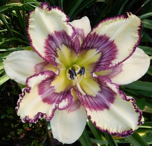 the Lily Auction - The Fun Daylily Marketplace