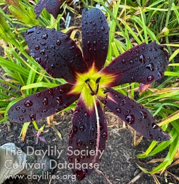 the Lily Auction - The Fun Daylily Marketplace