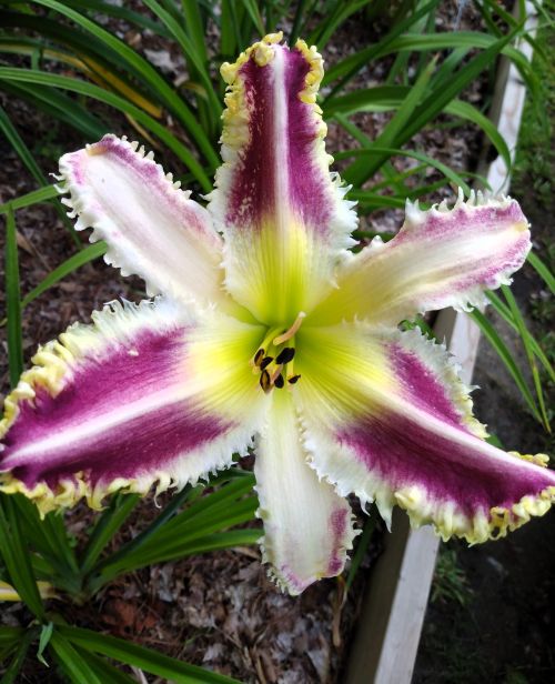 the Lily Auction - The Fun Daylily Marketplace