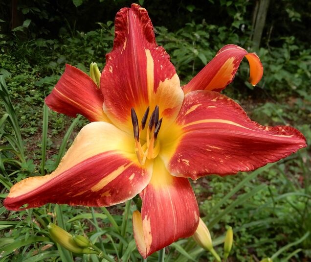 the Lily Auction - The Fun Daylily Marketplace