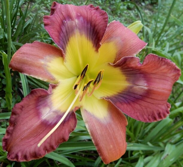 フリーセア アビゲイルジーン the Lily Auction - The Fun Daylily Marketplace