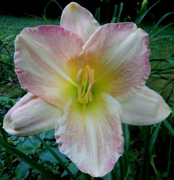the Lily Auction - The Fun Daylily Marketplace
