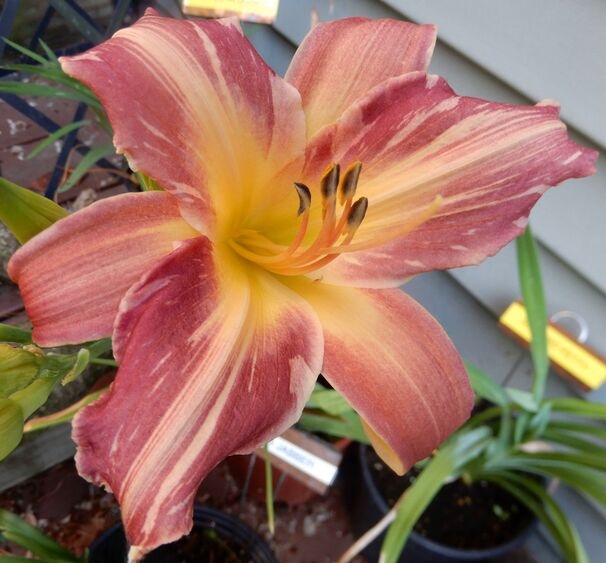 the Lily Auction - The Fun Daylily Marketplace