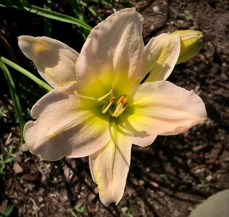 フリーセア アビゲイルジーン フリーセア アビゲイルジーン