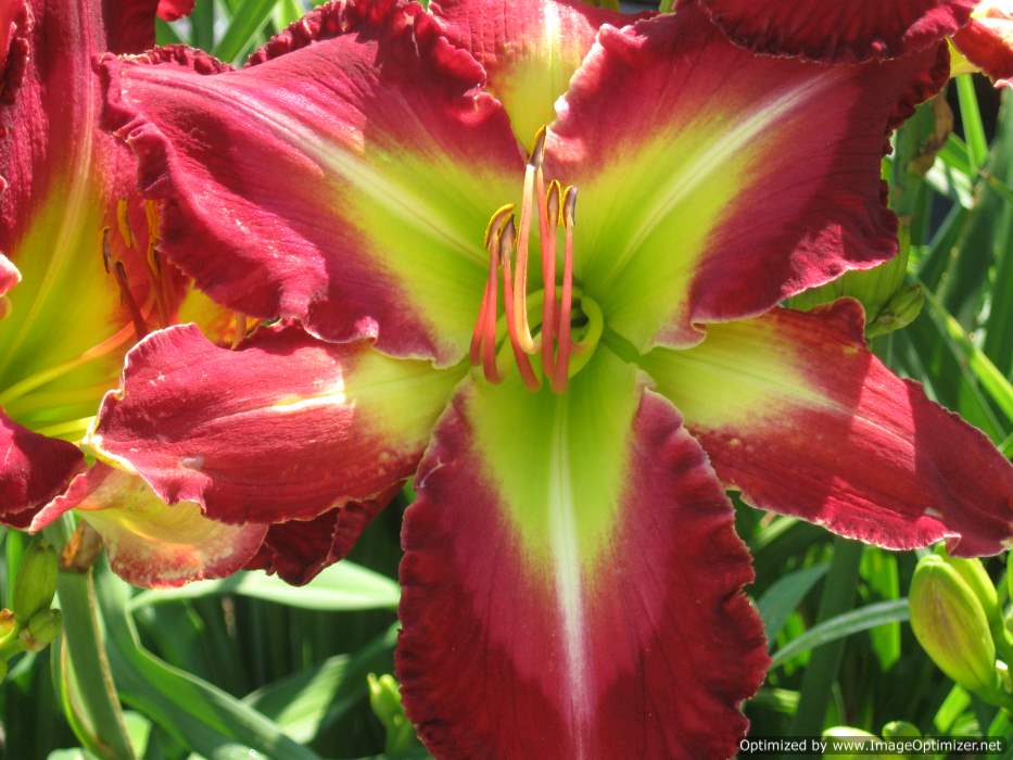 the Lily Auction - The Fun Daylily Marketplace