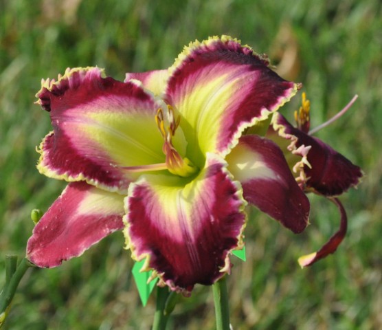 the Lily Auction - The Fun Daylily Marketplace