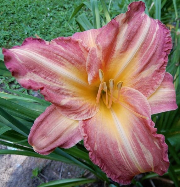 the Lily Auction - The Fun Daylily Marketplace