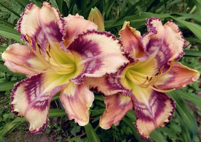 the Lily Auction - The Fun Daylily Marketplace