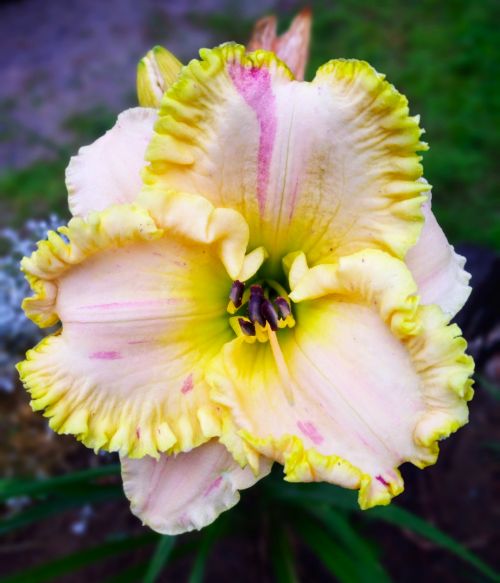 the Lily Auction - The Fun Daylily Marketplace