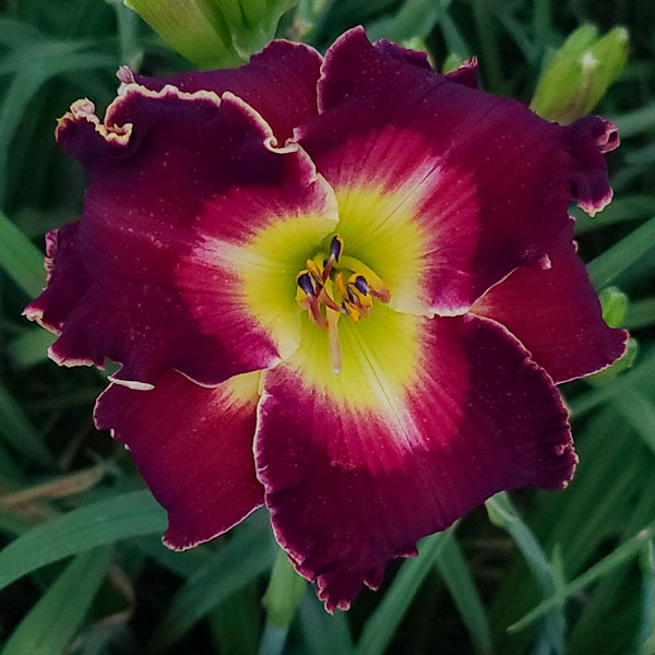 the Lily Auction - The Fun Daylily Marketplace