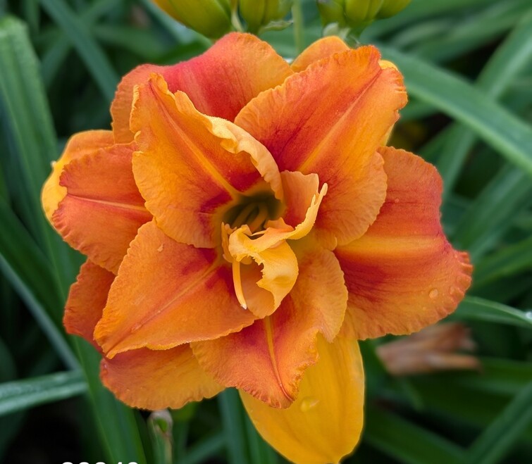 the Lily Auction - The Fun Daylily Marketplace