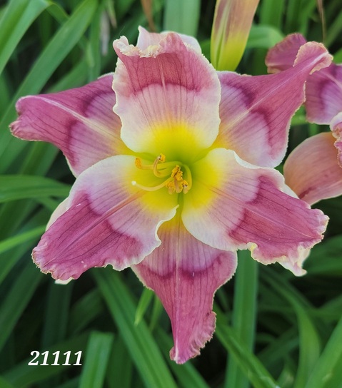 the Lily Auction - The Fun Daylily Marketplace